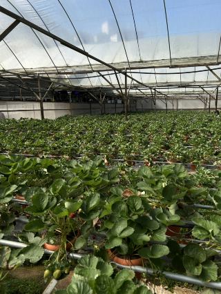 Hilltop Blooms🏞️