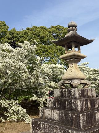 【福岡観光】白くてもふもふ！なんじゃもんじゃの樹が楽しめる神社
