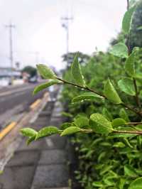 Namwon Jeju: для романтических выходных на острове