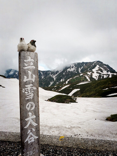 【サボ　愛称板】（表）立 山 TATEYAMA（裏） アルペン ALPINE 壮大な立山アルペンアドベンチャー：一日で四季を体験
