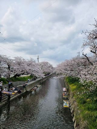 [Gojo River Sakura Walk].