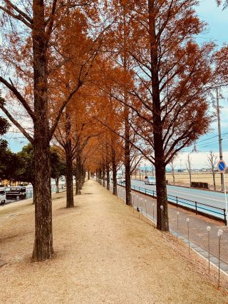 【เมืองอันโจ จังหวัดไอจิ】พาไป "DENPARK" กับอุโมงค์ต้นเมตาซีคัวย่าที่เหมือนหลุดไปอีกมิติหนึ่ง