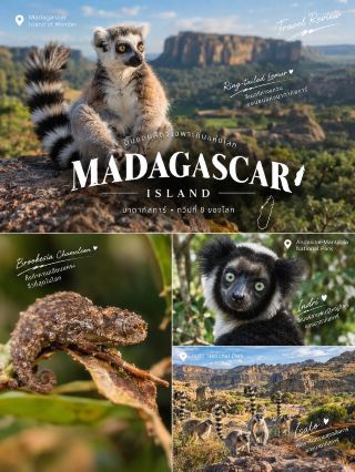 มาดากัสการ์ (Madagascar) 🇲🇬✨ ดินแดนทวีปที่ 8 ของโลก ที่ซึ่งวิวัฒนาการตัดขาดจากแผ่นดินใหญ่มาหลายล้านปี กลายเป็นสวรรค์อันบริสุทธิ์ของสิ่งมีชีวิตเฉพาะถิ่น (Endemic Species) ที่ไม่สามารถพบเจอได้จากที่ใดในโลก 🌿🐾
🐾 ไฮไลท์สัตว์โลกจอมขโมยซีน
 · 🐒 ลีเมอร์หางแหวน (Ring-tailed Lemur): พระเอกของเกาะ โดดเด่นด้วยลวดลายปล้องขาว-ดำบนหางยาวฟูฟ่อง มีนิสัยอยากรู้อยากเห็น ซุกซน และชอบนั่งกางแขนขาผึ่งแดดรับไออุ่นยามเช้าเหมือนกำลังนั่งสมาธิ
 · 🦎 กิ้งก่าคาเมเลียนแคระ (Brookesia Chameleon): จิ๋วแต่แจ๋วขนาดเล็กเท่าปลายนิ้วมือ พรางตัวแนบเนียนไปกับใบไม้แห้ง เป็นหนึ่งในสัตว์เลื้อยคลานที่เล็กที่สุดในโลก ต้องใช้สายตาและไกด์ท้องถิ่นช่วยมองหา
 · 🔊 อินดรี (Indri): ลีเมอร์สายพันธุ์ที่ใหญ่ที่สุดบนเกาะ ส่งเสียงร้องก้องกังวานคล้ายไซเรนทะลุป่าฝน เป็นเสียงธรรมชาติที่ปลุกให้ตื่นตาตื่นใจสุดๆ
📍 2 พิกัดต้องเช็กอินเพื่อตามรอยลีเมอร์
1. อุทยานแห่งชาติอันดาซิเบ-มันตาเดีย (Andasibe-Mantadia National Park) 🌲🌧️
 · ป่าฝนดิบชื้นทางตะวันออก แหล่งฟังเสียงก้องกังวานของลีเมอร์อินดรีและลีเมอร์ขนปุยชนิดต่างๆ
 · สัมผัสประสบการณ์เดินป่าทั้งกลางวันและไนท์วอล์ก (Night Walk) ส่องกิ้งก่าคาเมเลียนหลากสี กบต้นไม้ และลีเมอร์หนูตัวจิ๋วที่ออกหากินยามค่ำคืน
2. อุทยานแห่งชาติอิซาโล (Isalo National Park) 🏜️⛰️
 · ทัศนียภาพแปลกตาของหุบเขาหินทราย ทุ่งหญ้าสะวันนา และแคนยอนลึกราวกับหลุดไปอีกดวงดาว
 · จุดชมฝูงลีเมอร์หางแหวนตามธรรมชาติที่ลงมาดื่มน้ำตามโอเอซิสและลำธารธรรมชาติ เดินกระโดดไปมาตามโขดหินอย่างคล่องแคล่วแบบไม่กลัวความสูง
💡 ข้อแนะนำการเดินทาง: การเที่ยวชมธรรมชาติในมาดากัสการ์จำเป็นต้องมีไกด์ท้องถิ่นคอยนำทางเพื่อความปลอดภัยและช่วยชี้เป้าสัตว์ตัวจิ๋วที่พรางตัวเก่ง แนะนำพกเลนส์ซูมและกล้องส่องทางไกลติดตัวไว้เสมอ
#Madagascar #เที่ยวมาดากัสการ์ #ลีเมอร์ #ส่องสัตว์แอฟริกา #MadagascarWildlife

