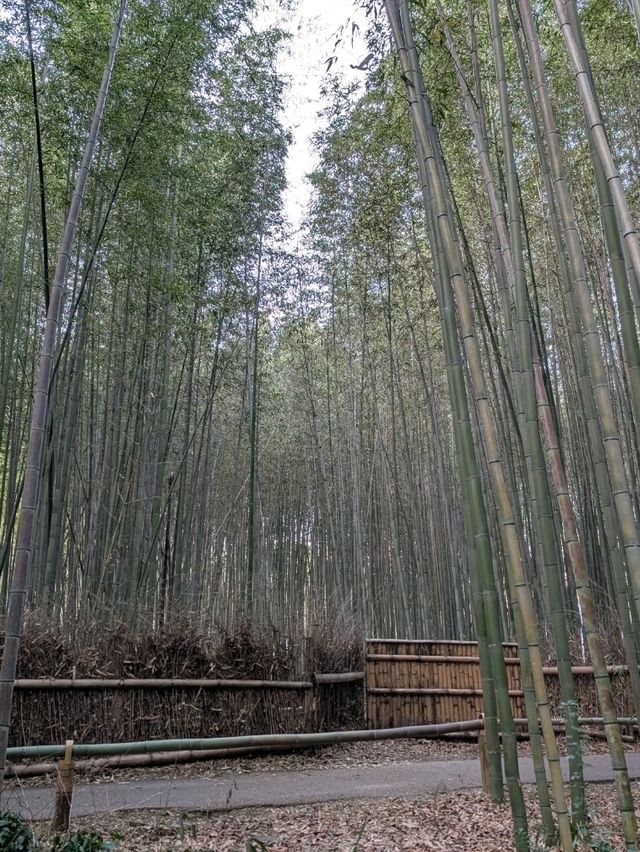 awesome osaka trip