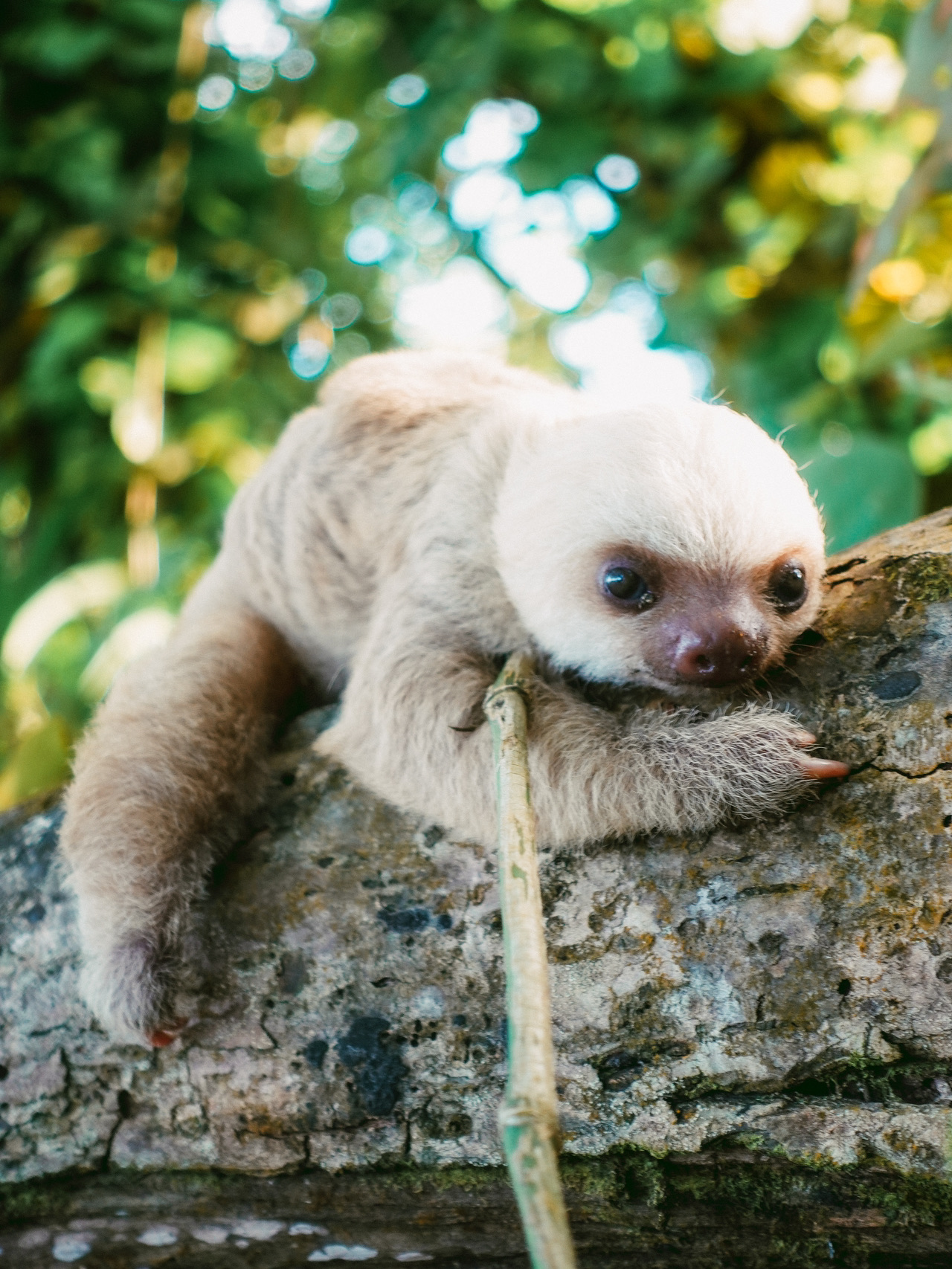 It's like a zoo! You can even meet wild sloths in Cahuita🇨🇷