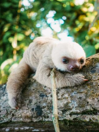 簡直像動物園！你甚至能在卡維塔🇨🇷遇見野生樹懶