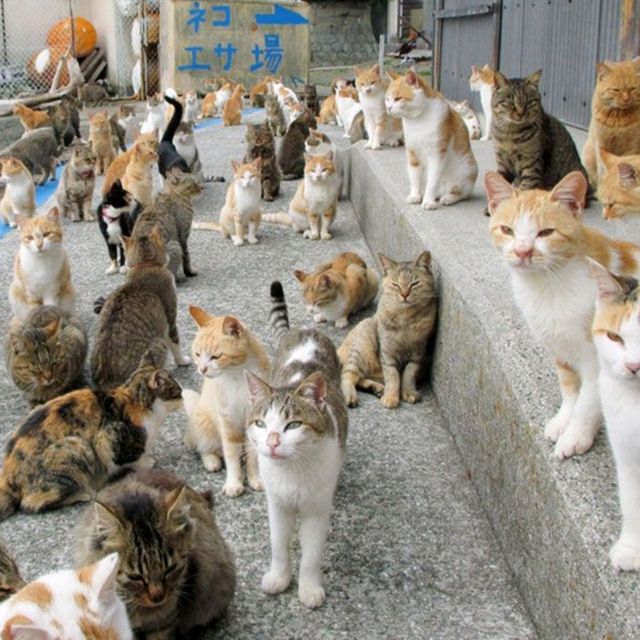 😻 Cat Island Japan ❤️