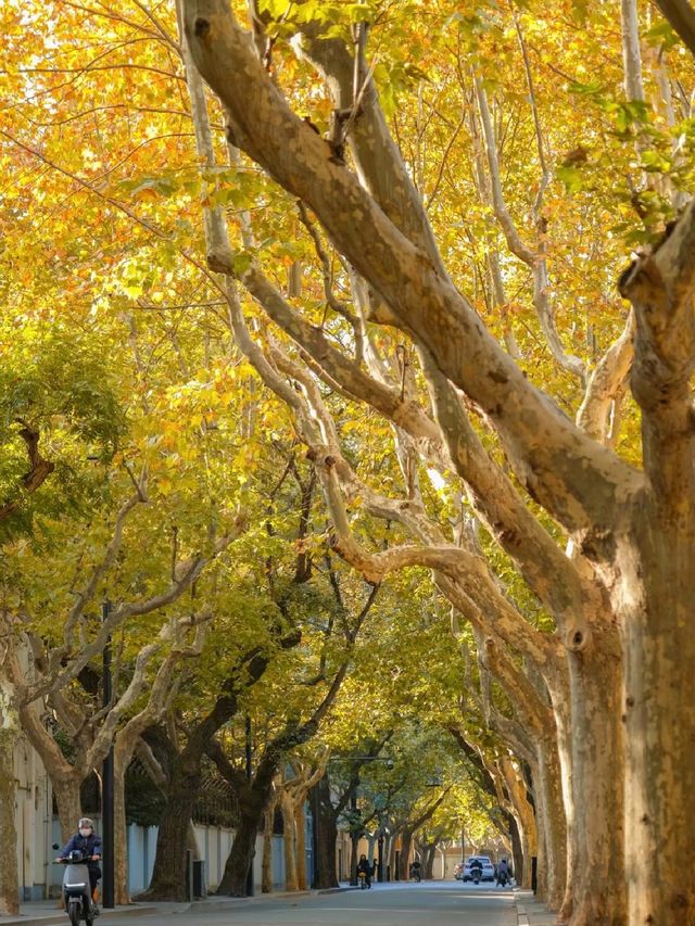 Beautiful walk in Shanghai’s French Quarter