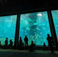 《海洋世界海之中道》🐠九州之海為主題的水族館🦈