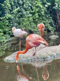 🦜 Discover Birds of Eden, South Africa 🌿