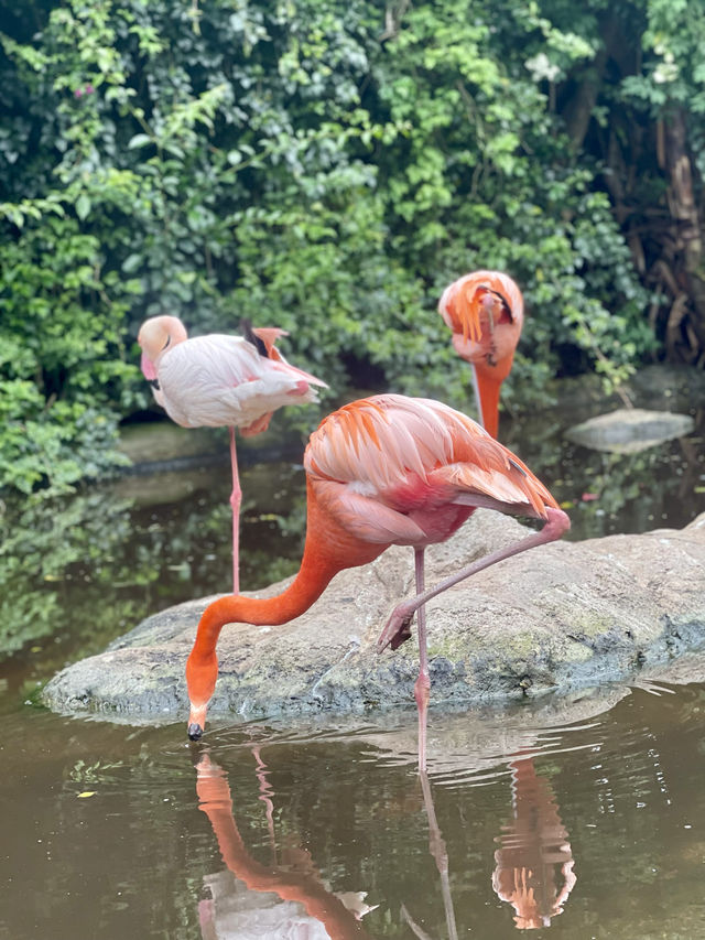 🦜 Discover Birds of Eden, South Africa 🌿
