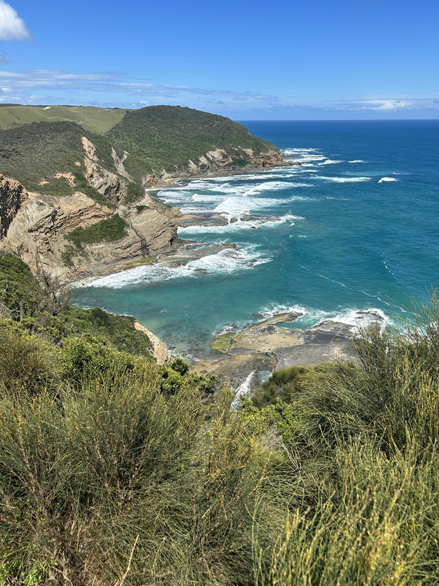 🌊🚗 The Ultimate Great Ocean Road Adventure: Wildlife & Iconic Views 🦘🐨