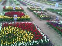 The spring tulips festival 