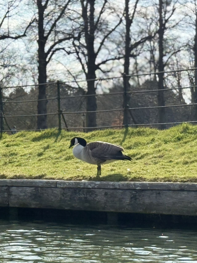 Cambridge 