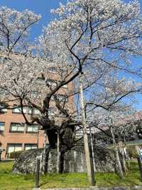 The majestic stone wall of Morioka Castle and the park where you can feel the four seasons