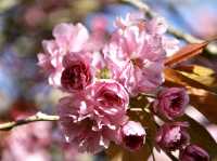 🌸 April Blooms in Preston: A Floral Wonderland 🌸