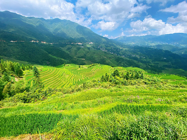 🌾 Stairway to Heaven: LongJi’s Golden Rice Terraces 🌄