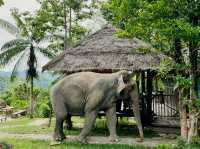 🐘 Morning Trumpets & Mud Baths – Life at Chai Lai Orchid 🌿
