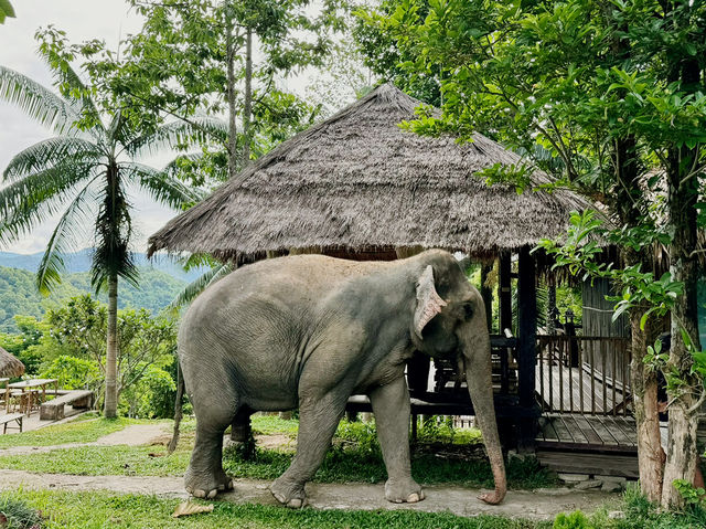 🐘 Morning Trumpets & Mud Baths – Life at Chai Lai Orchid 🌿