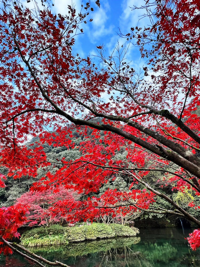 🍁 Red Leaves & Romance in Longjing Village, Hangzhou 🍂