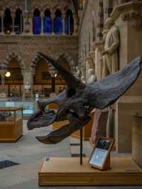 🏛️ Oxford University Museum of Natural History – Gothic Wonder & Scientific Treasure