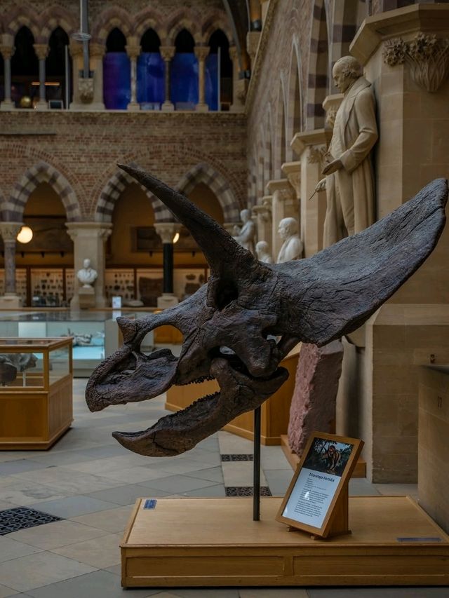 🏛️ Oxford University Museum of Natural History – Gothic Wonder & Scientific Treasure