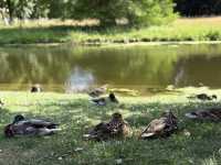 Picture-Perfect Views at Sanssouci Palace