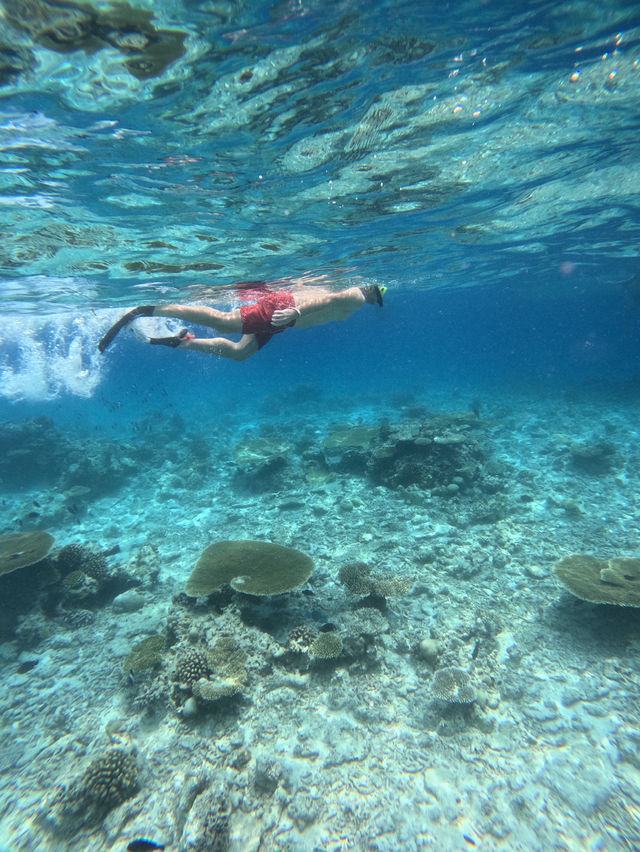 Swimming With Sharks in the Maldives: A Once-in-a-Lifetime Experience