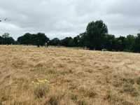 Richmond Park: Royal Nature, Wild Deer & Epic Views