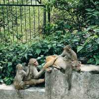 Mystic Views & Monkey Business: Your Guide to Swayambhunath (Monkey Temple)