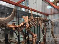 🦖 Into the Jurassic: A Roaring Encounter at Manchester Museum