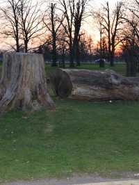 A Peaceful Day Trip to Richmond Park: London’s Countryside Escape 🌳