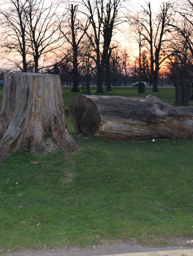 A Peaceful Day Trip to Richmond Park: London’s Countryside Escape 🌳