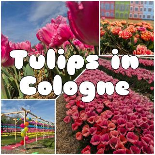 Весенняя поездка на день недалеко от Кельна: тюльпановые поля в Krewelshof.
