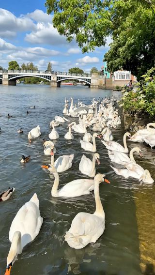 🇬🇧 Just an Avg Day in London… 🦢🌳