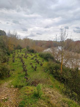 Rioja & Laguardia: Historic Vineyards and Medieval Cellars 🍷🏰🍇