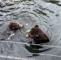 Fun experience at Shenzhen Safari Park