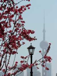 Shanghai in Bloom - Oriental Pearl Tower🌷🌸