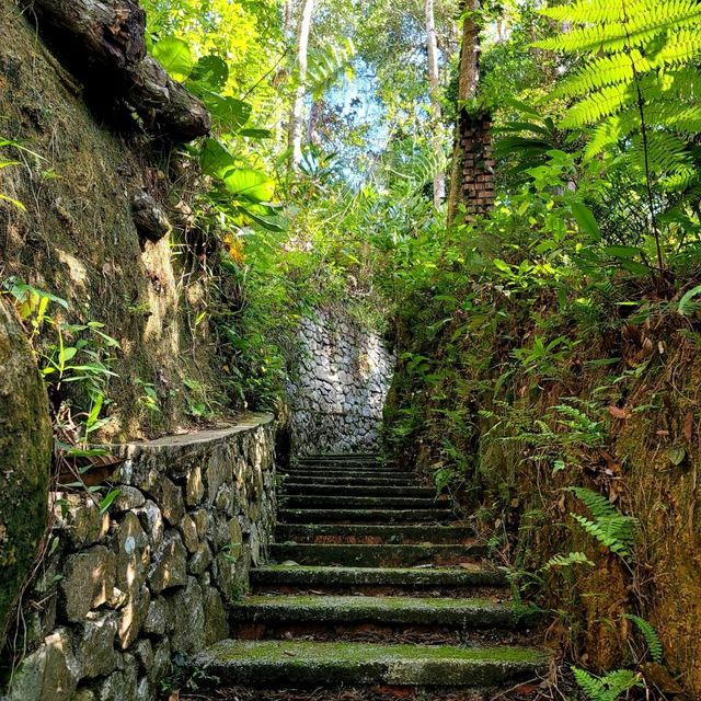 A Forest Adventure: The Habitat at Penang Hill 🌳🐦🌺