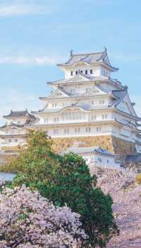 March, go to Japan to enjoy cherry blossoms.