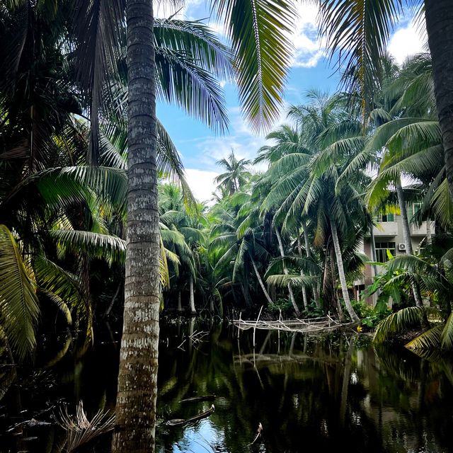 Coconut Forest 🌴 