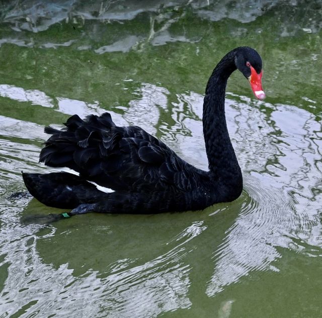 Shangrao City | Healing Swan Lake