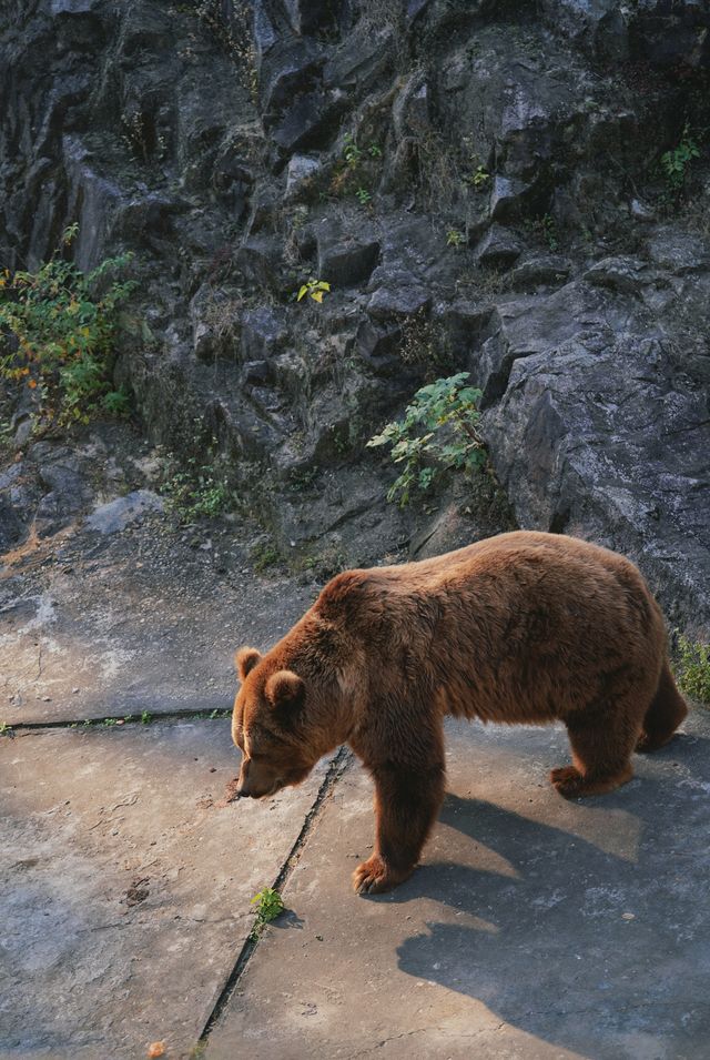 親子好去處溫州景山動物園爬山看動物