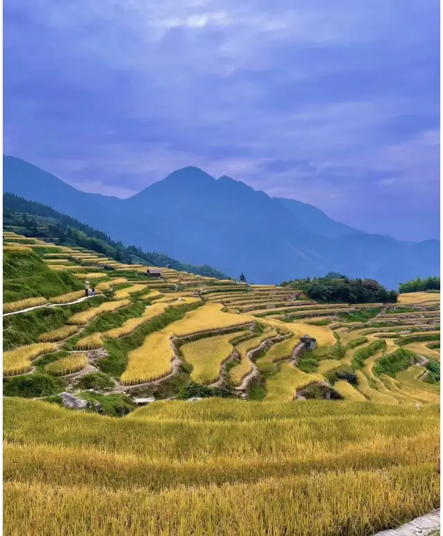 Lishui Yunhe Terraces | The rice terraces waterfall is stunningly beautiful
