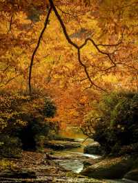 ●陝西黎坪國家森林公園！被光霧山掩蓋的紅葉秘境