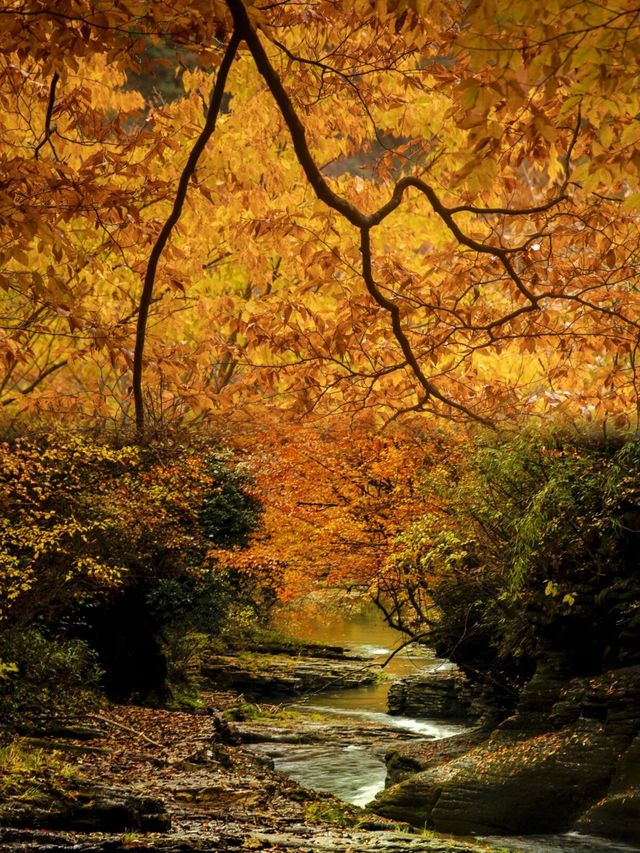 ●陝西黎坪國家森林公園！被光霧山掩蓋的紅葉秘境