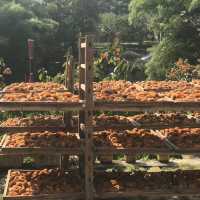 Persimmon Season in Guangdong 
