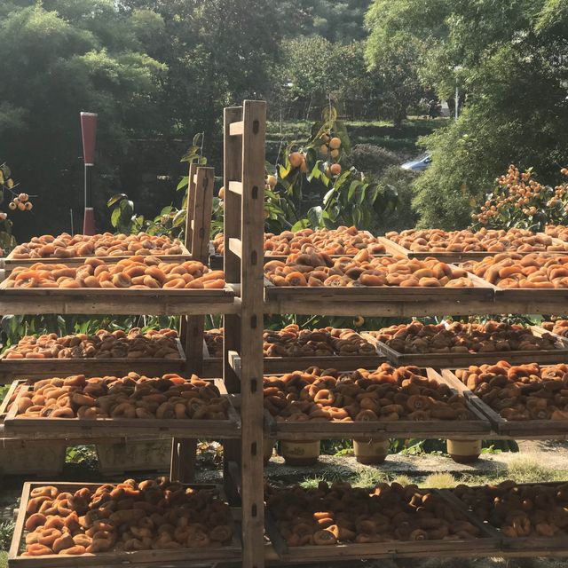 Persimmon Season in Guangdong 