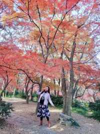 12/6實拍 中山植物園 紅楓崗 拍照機位分享