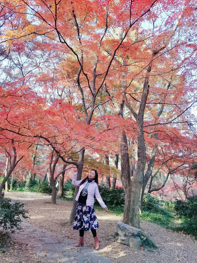 12/6實拍 中山植物園 紅楓崗 拍照機位分享